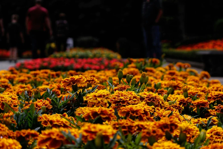 some very pretty orange flowers by some people