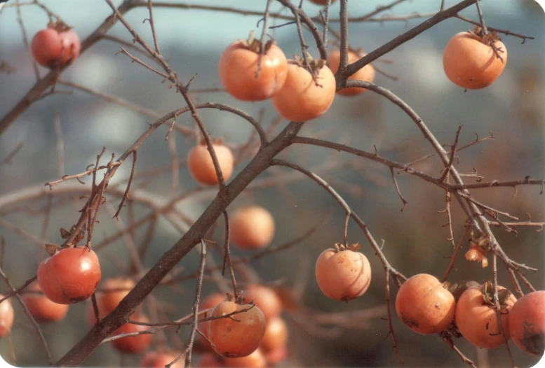 a closeup po of the berries on the nches of a tree