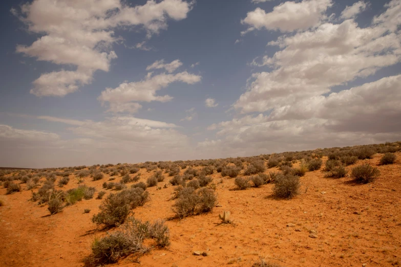 there are many desert vegetation all together on the beach