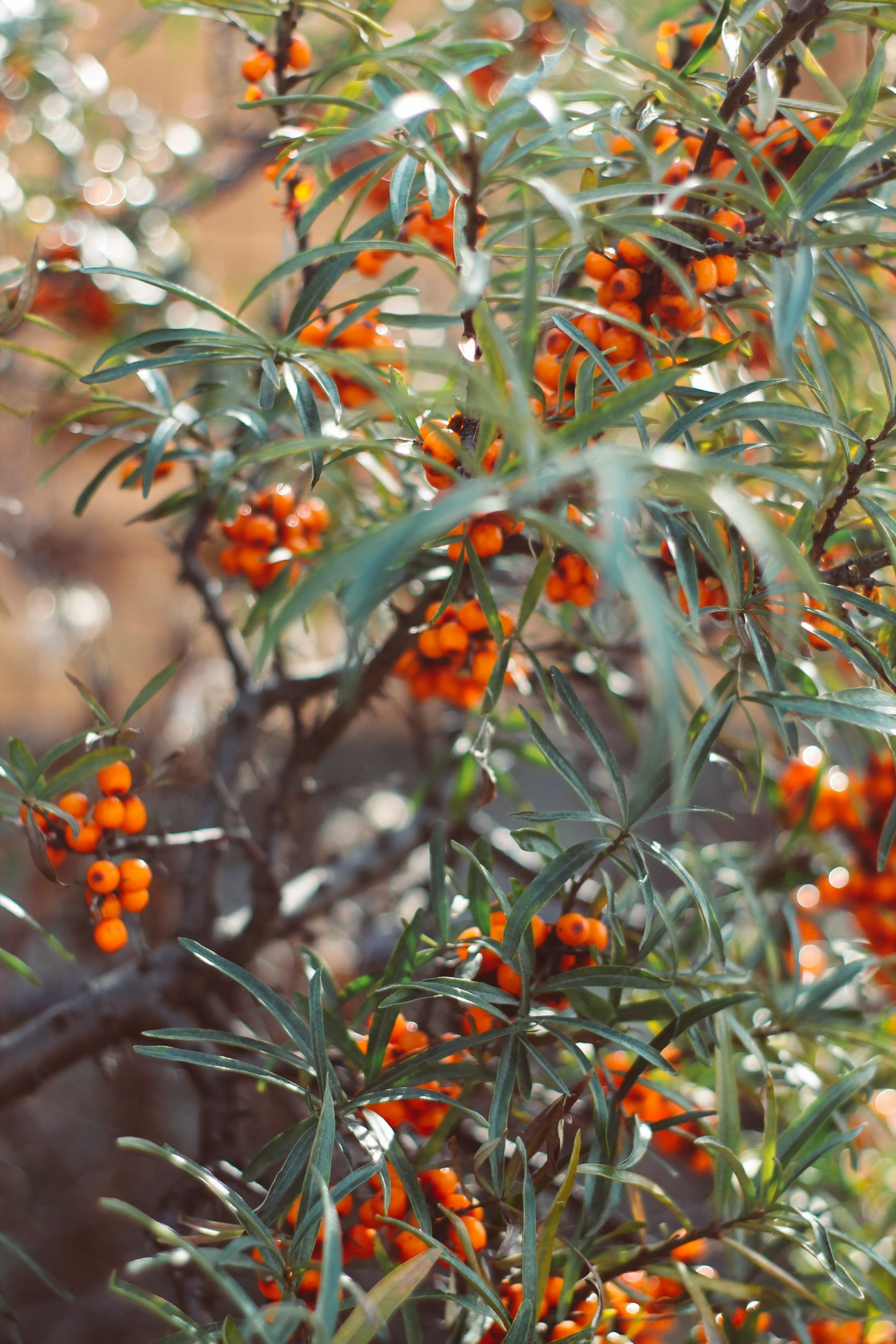 a bush with orange and green berries grows in the sun