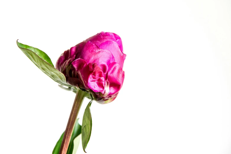 an image of pink flower with long stem