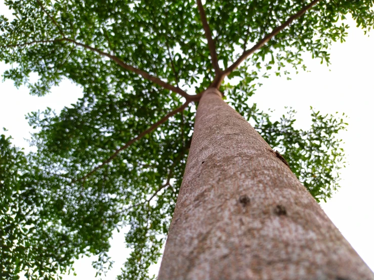 the bottom of a tall tree with green leaves