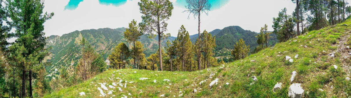 the scene of a landscape taken from a forest