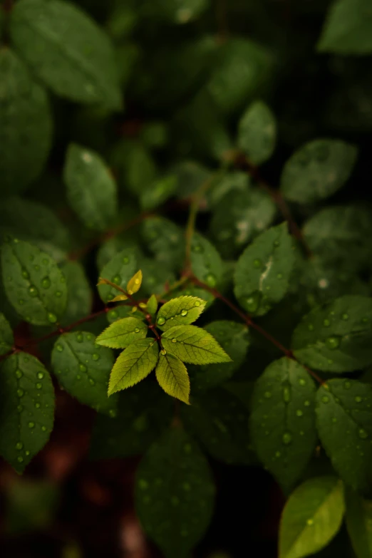 green leaves with water drops on them are growing