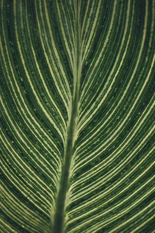 a close up view of a leaf with stripes