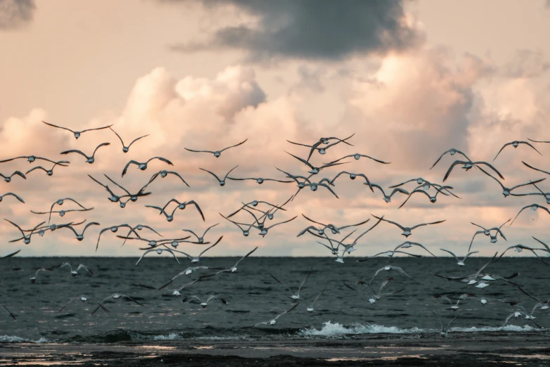 a large flock of birds flying over the ocean