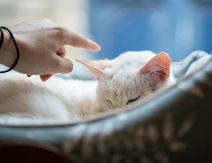 someone is petting a white cat's face as it lies on a blanket