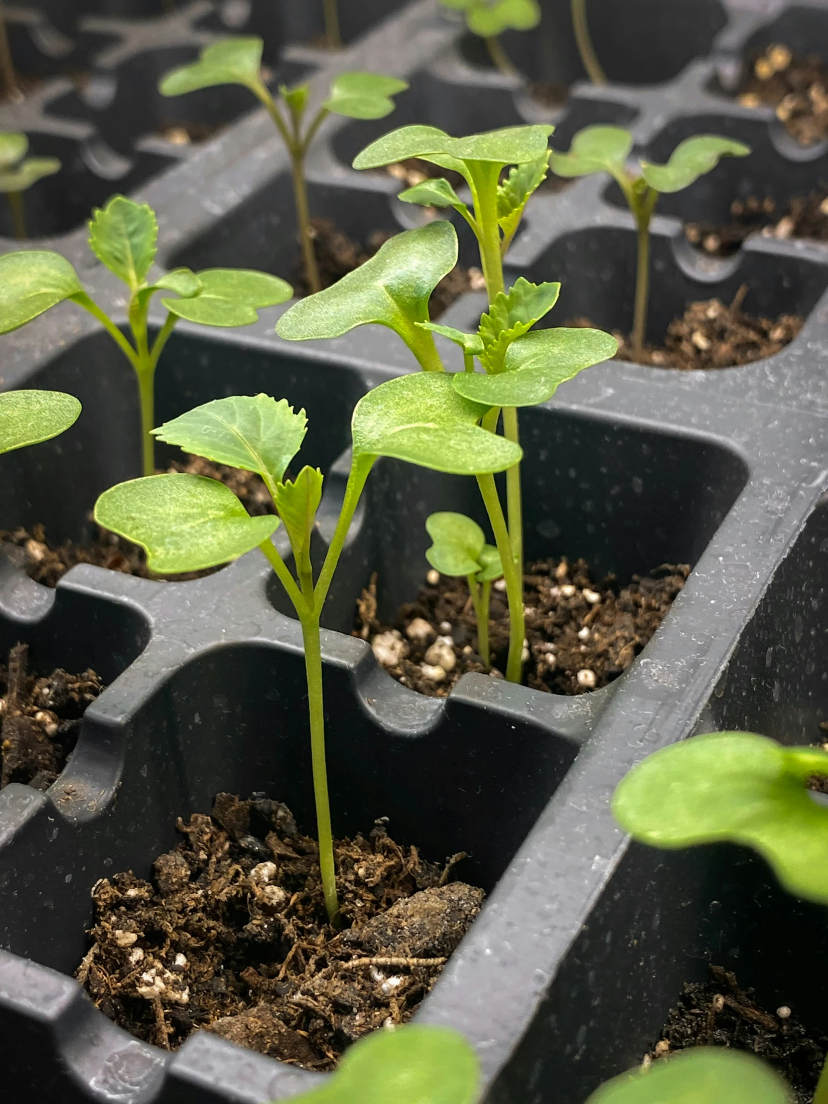 young plants grow in an empty plastic container