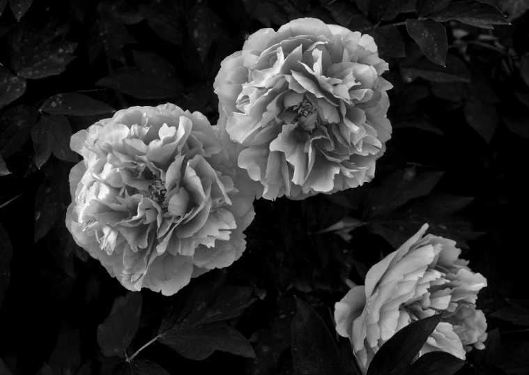 a black and white po of two flowers