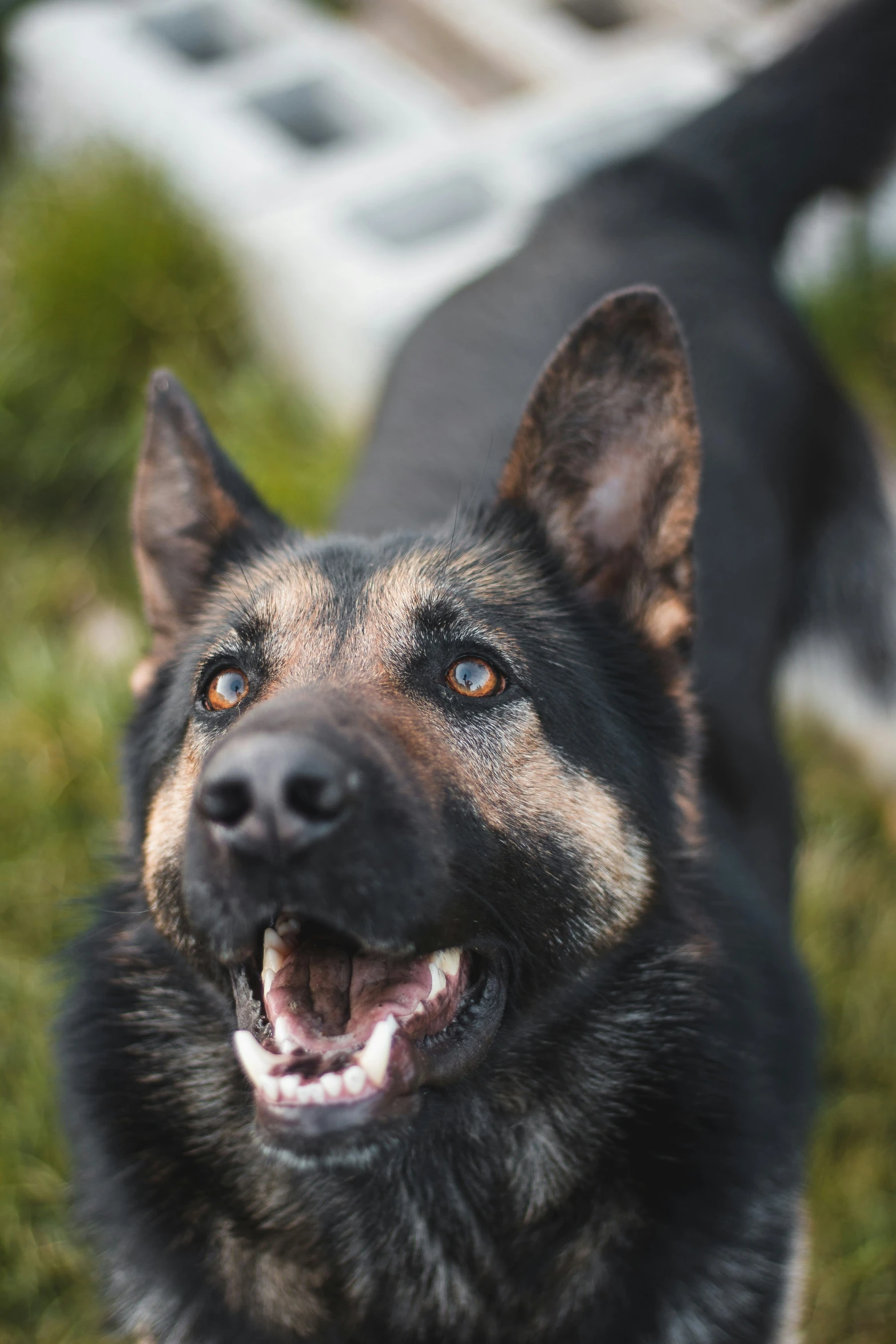 a close - up picture of a german shepherd dog looking up