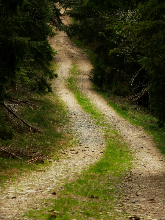 a path splits through the woods, on which one direction is indicated