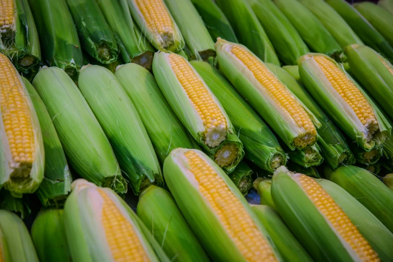 corn on the cob for sale with bright green ends