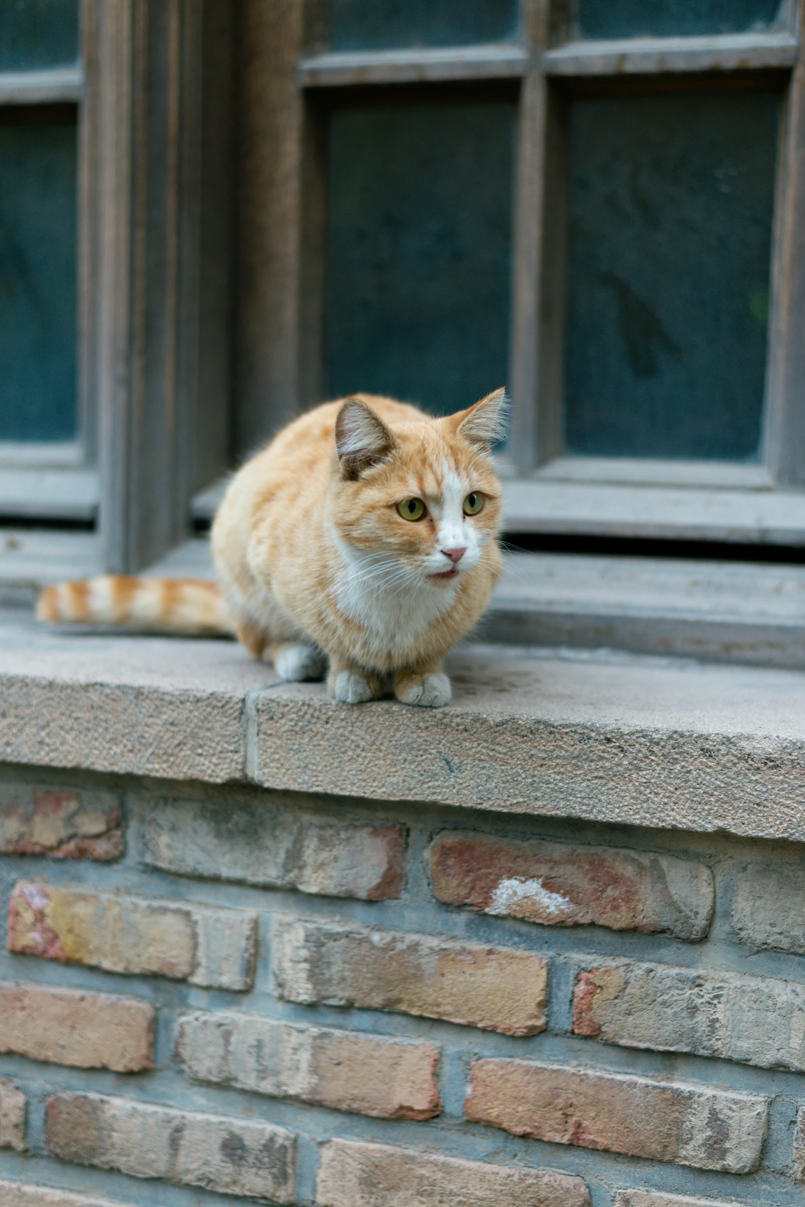 an orange and white cat sitting on the windowsill