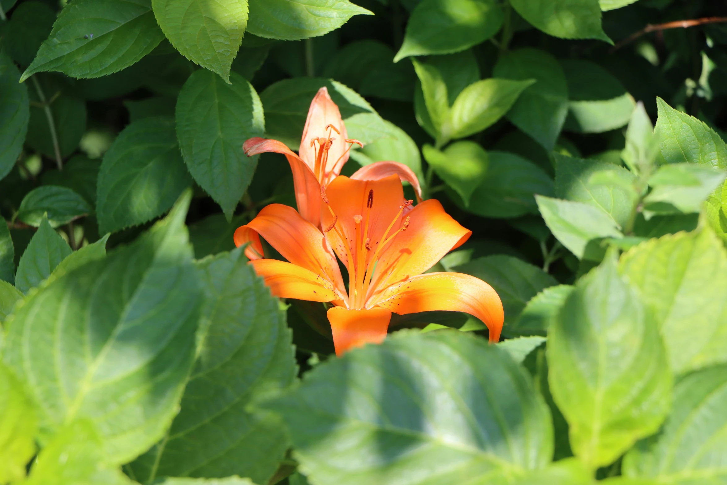 a single orange lily is blooming among green leaves