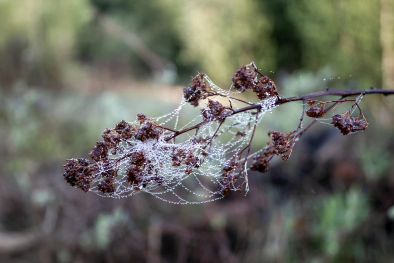 close up of a small tree with wet droplets