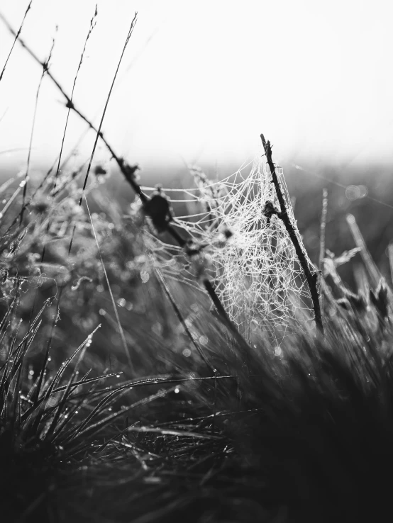 dew covered spider web in grass