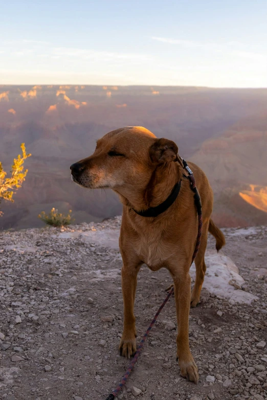 a brown dog is tied to a metal chain