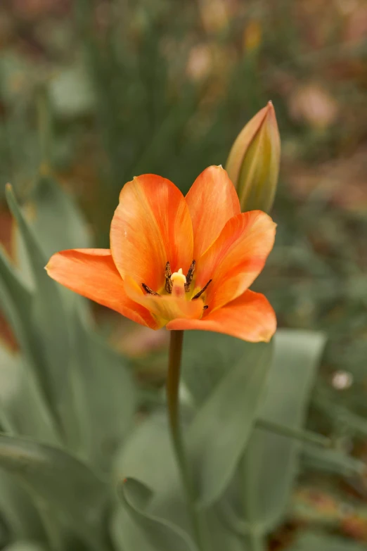 close up view of an orange and yellow flower