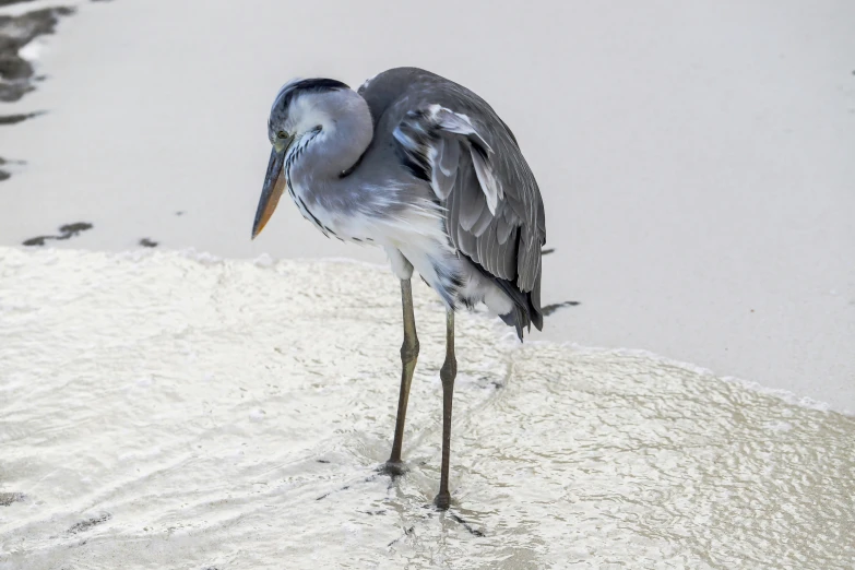 a blue heron stands on a bank with his head and leg extended up