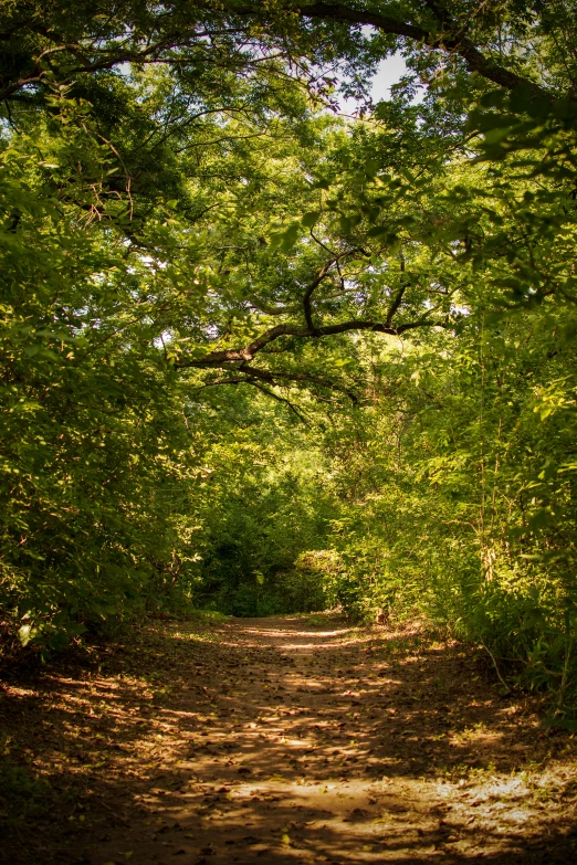 an old dirt trail surrounded by trees in the park