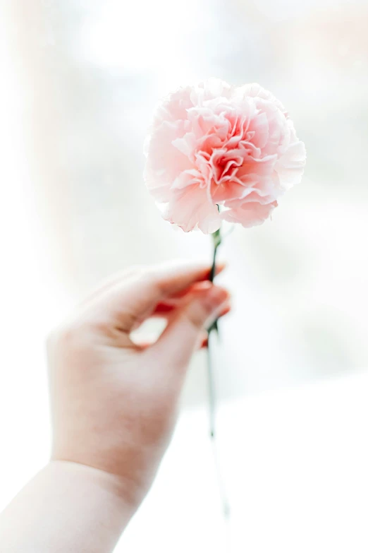 pink carnation being held up by a person