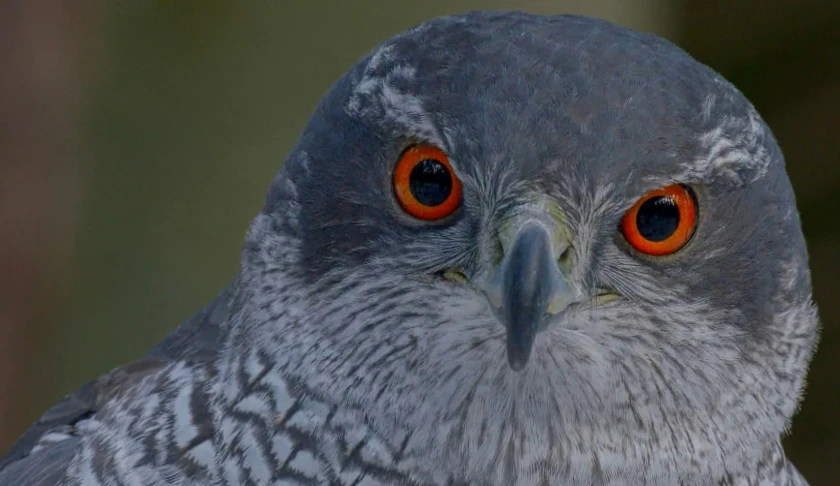 a close up view of the face of a large bird