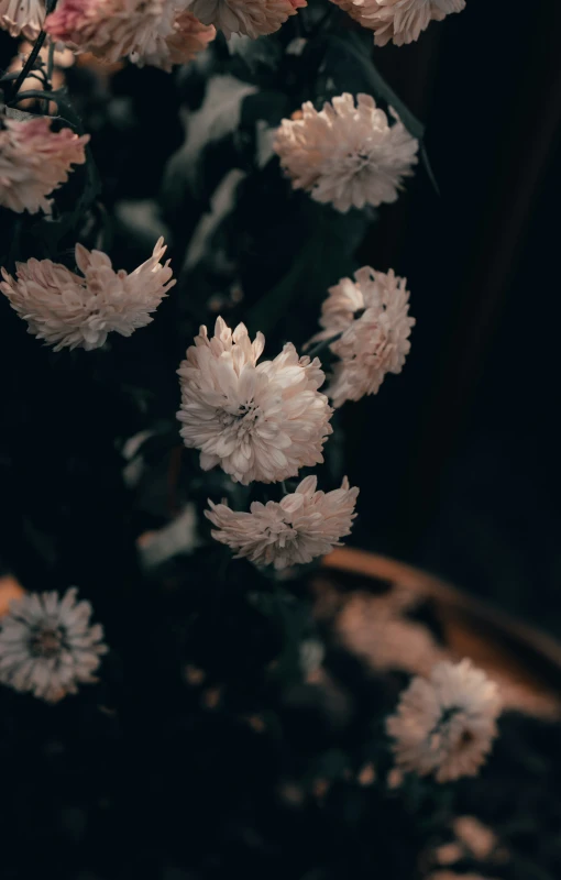 white flowers are blooming together in the sun