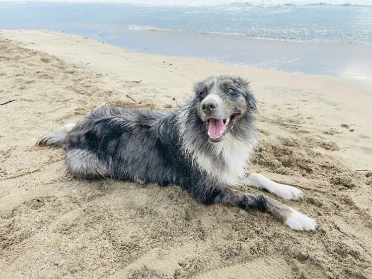 there is a large dog that is laying on the beach