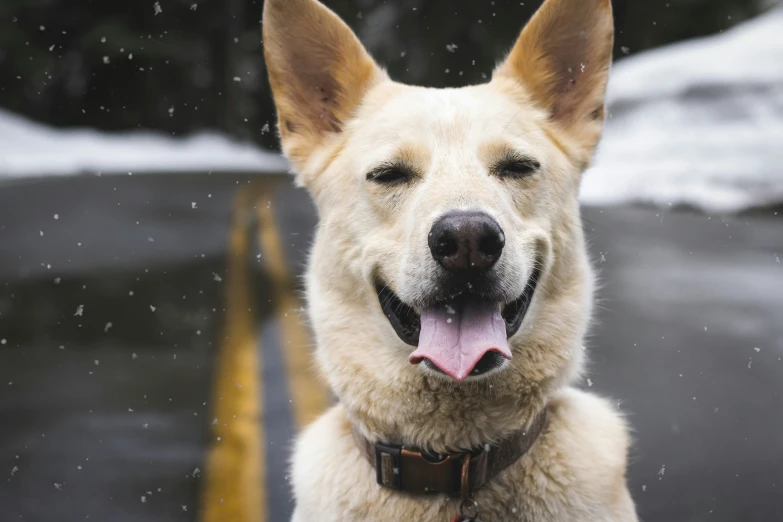 a very cute german shepherd sitting down in the snow