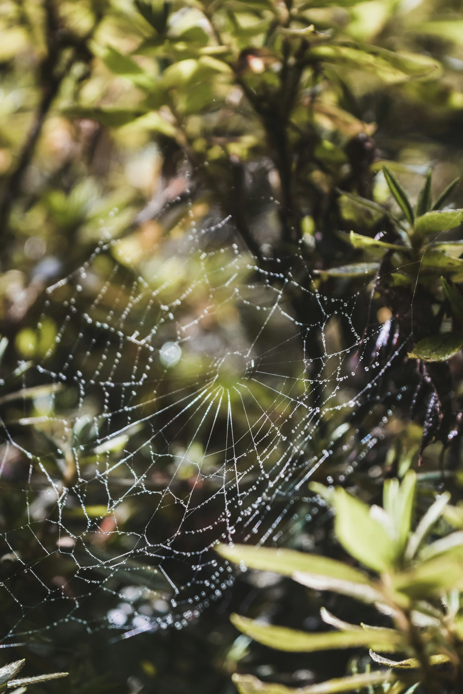 the dew droplets are covering the green spider web