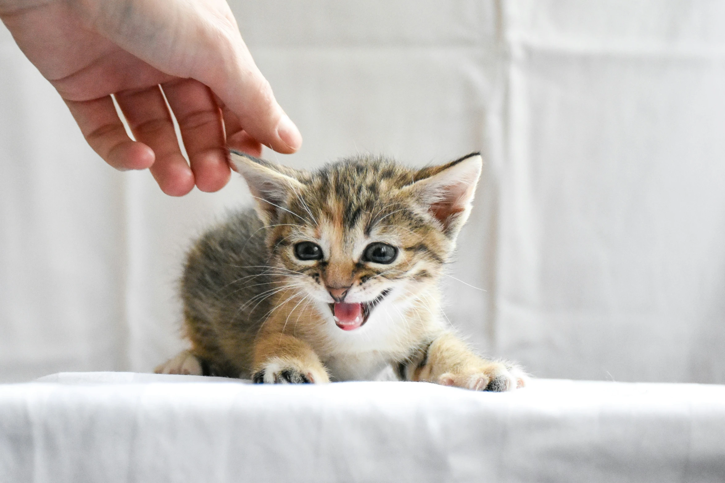 small kitten kitten sitting on a chair with its paw touching someone's hand