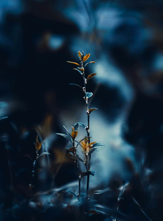 there are small green plants that are next to each other