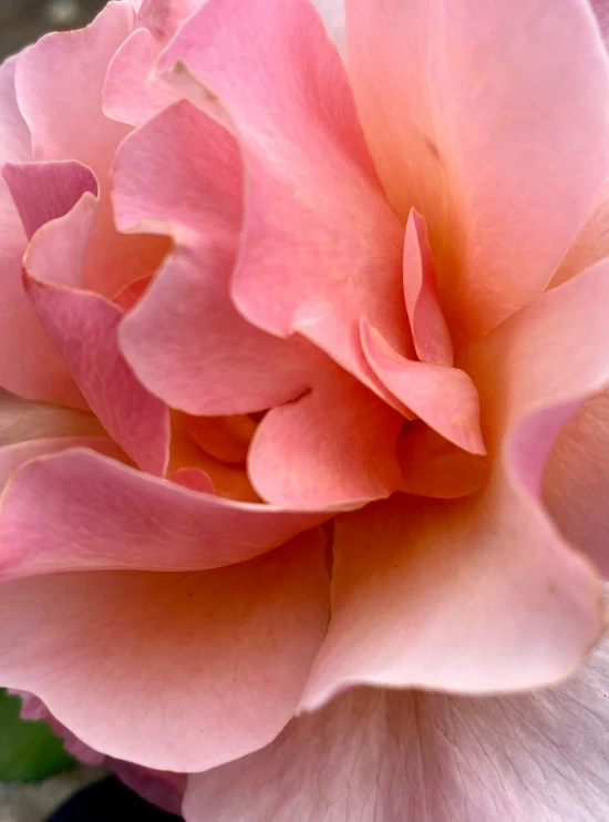 a light pink flower with several small petals