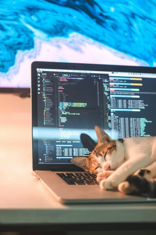 cat laying on laptop with colorful screen showing