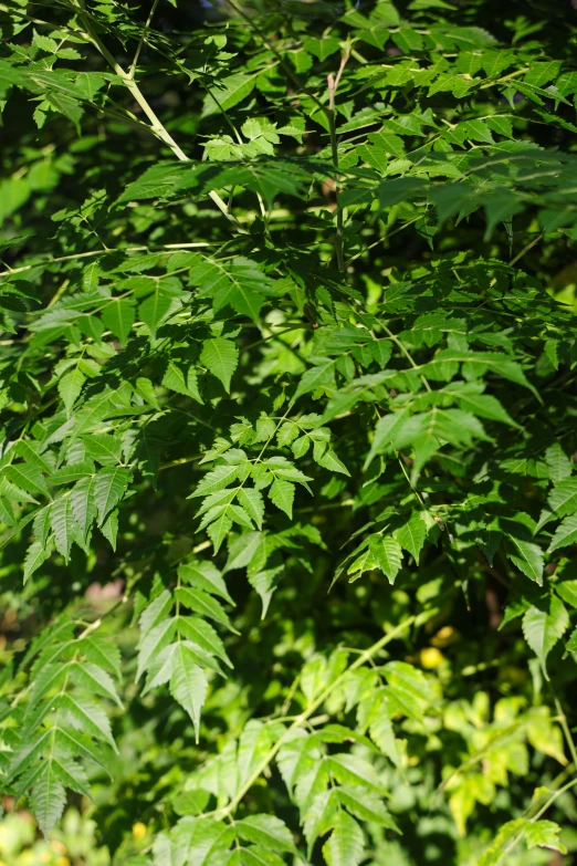 a yellow and black bird perched on top of a leaf covered tree