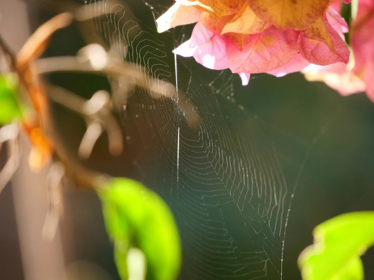 the flower with green leaves is attached to the spider web