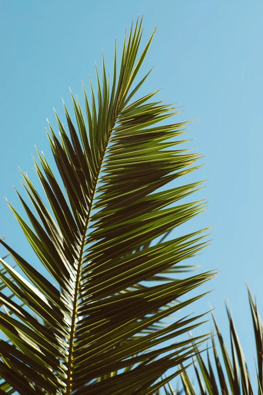 the top of a large green leaf on a tree