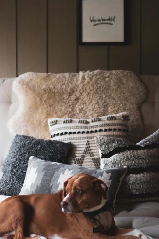 a dog that is laying down on a bed