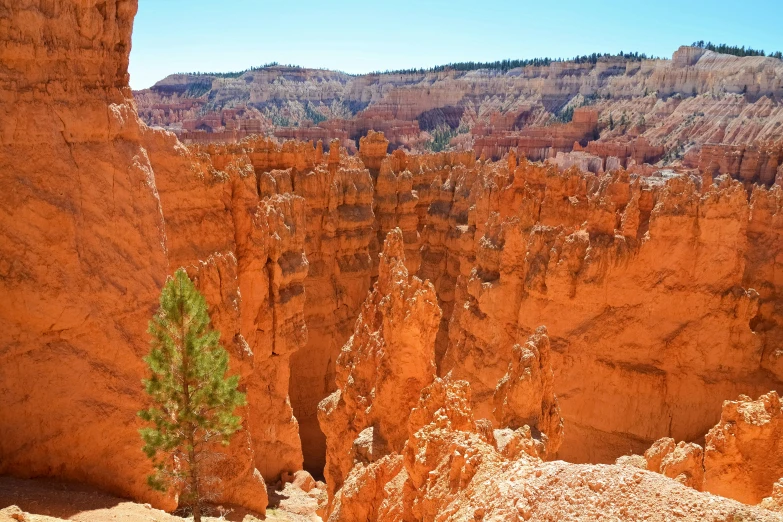 a forest grows inside the canyon by cliffs