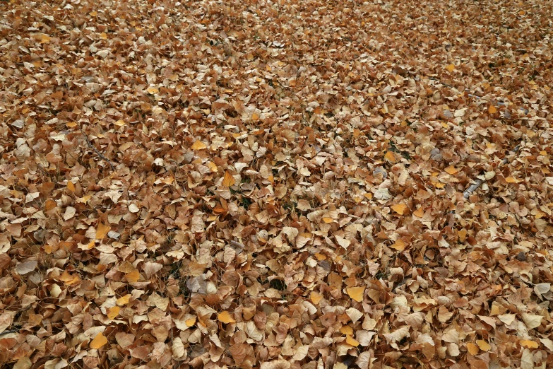 large area of brown leaves that look like dirt