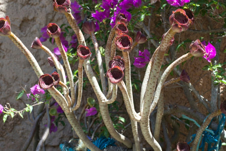 purple flowers with brown tips in a pot next to brick wall