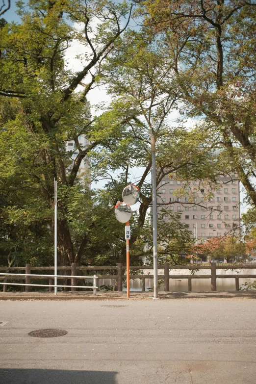 two tall trees in front of a road next to a fence