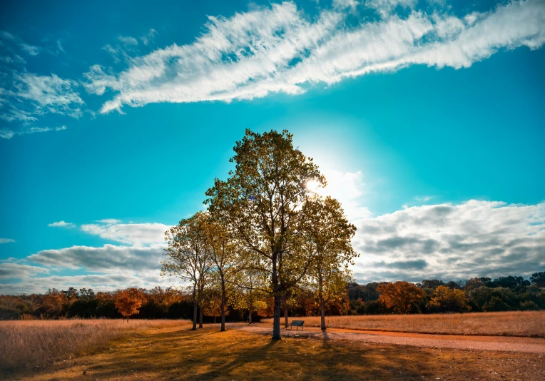 trees, in the middle of a field, during autumn