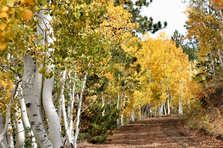 a dirt road surrounded by golden, green, and yellow trees