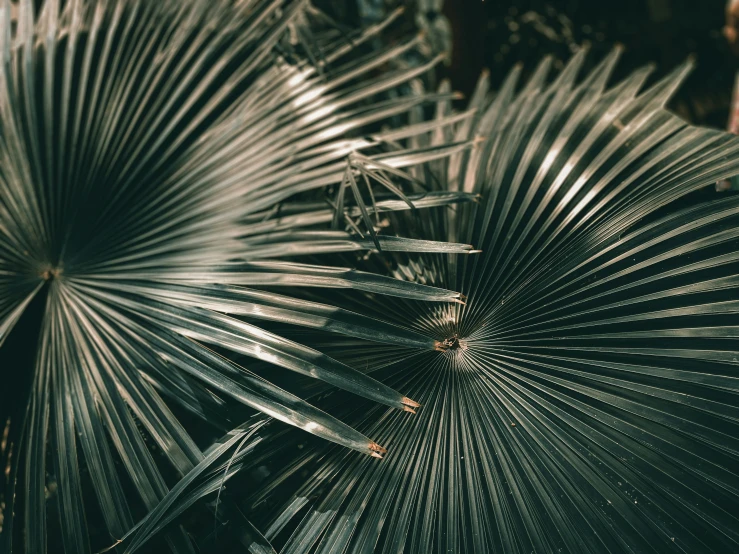 a large leaf like plant with several leaves attached