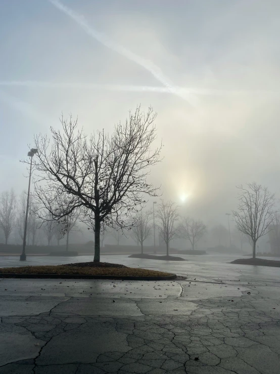 the tree in the foreground is no longer standing