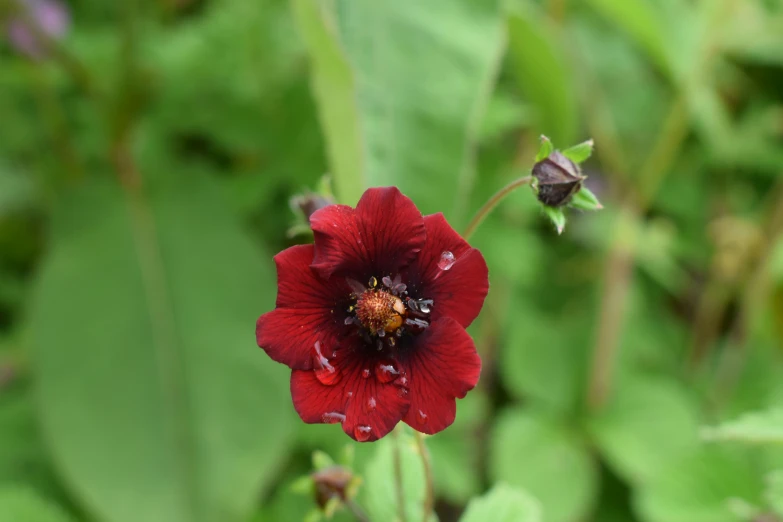 a bright red flower in a green garden