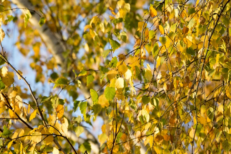 bright yellow leaves cover the nches of a tree