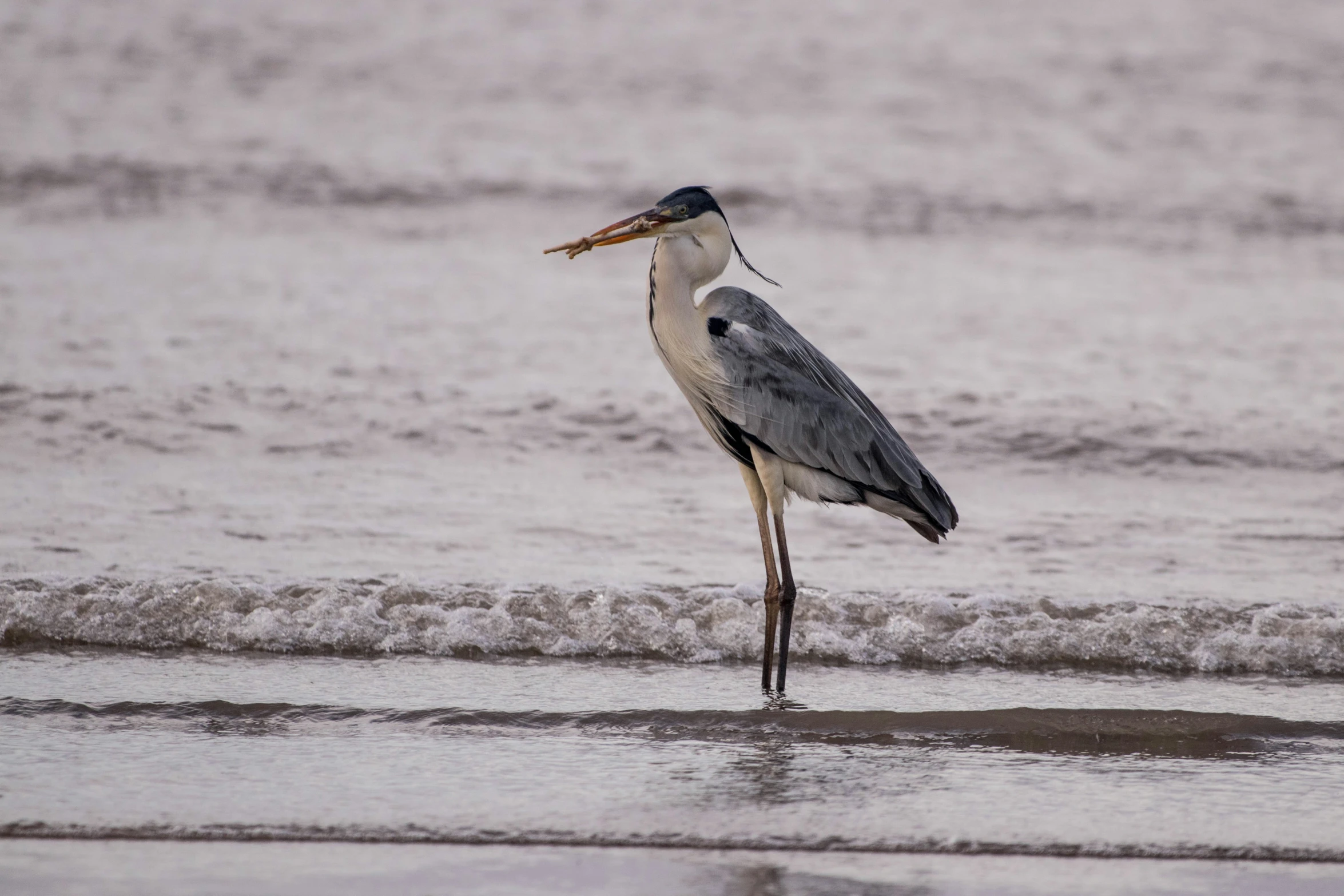 a bird standing in shallow water on the beach