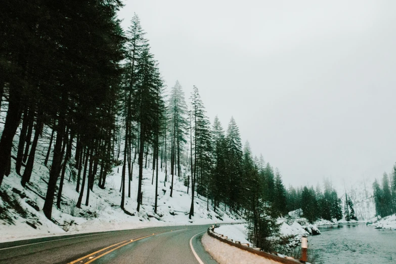 snow covered trees and the road in front of them